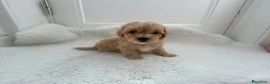Maltipoo 5