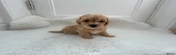 Maltipoo dogs for sale: Adorable Maltipoo Puppies  - Advert 17