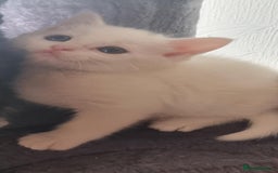 Mixed Breed cats for sale: kittens - Image 28