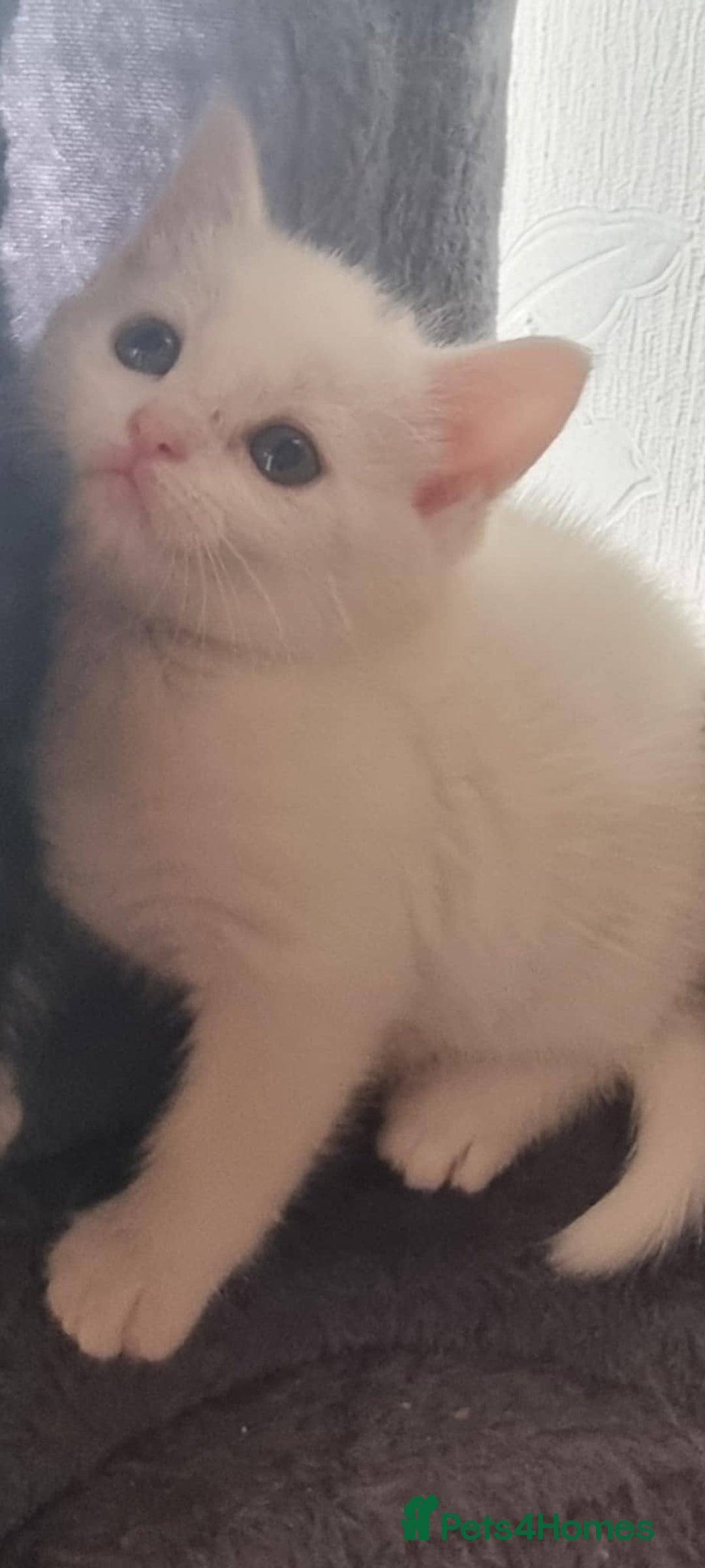 Mixed Breed cats for sale: kittens - Image 28