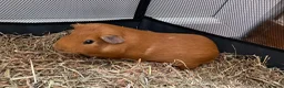 Guinea Pig rodents for sale: 2 males for good home - Advert 6