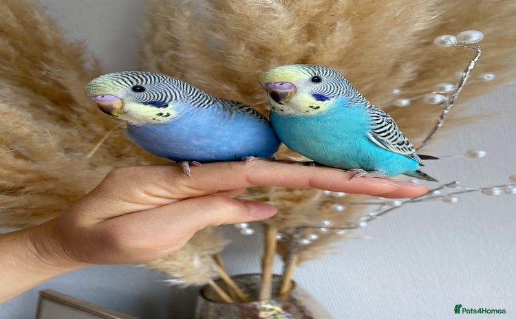 Budgerigars birds - Advert 3