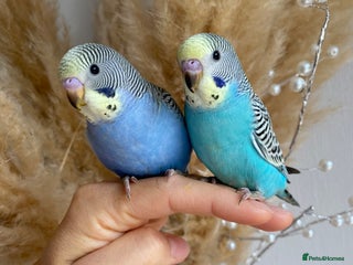 Budgerigars birds - Advert 26