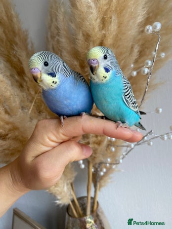 Budgerigars birds - Advert 2