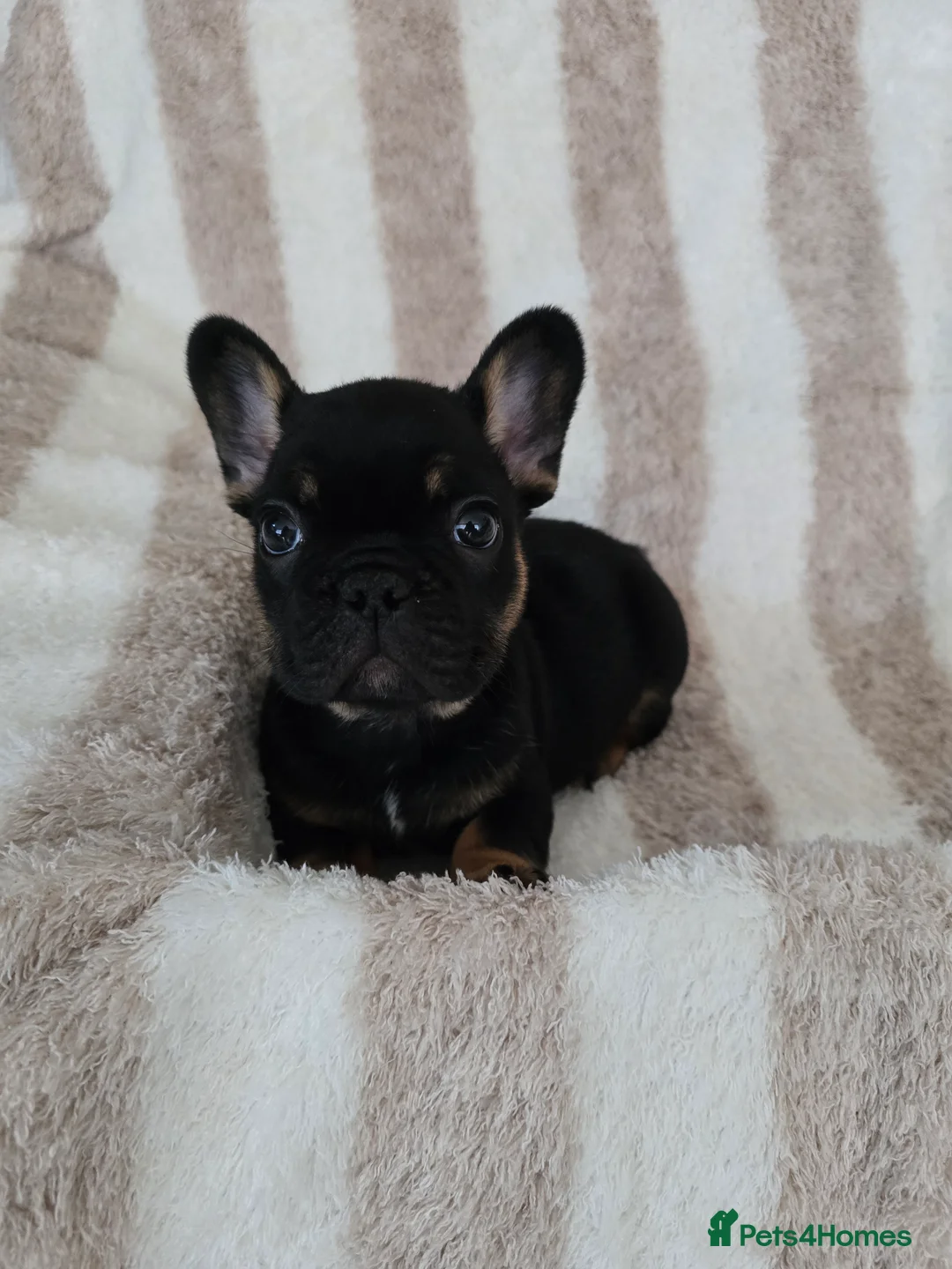French Bulldog dogs for sale: Beautiful Frenchie Pups Available  - Advert 7