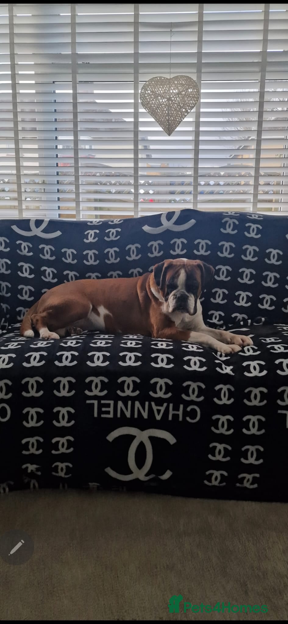 Boxer dogs 9 year old boxer girl  - Advert 1