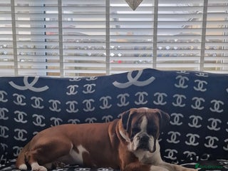 Boxer dogs 9 year old boxer girl - Advert 1