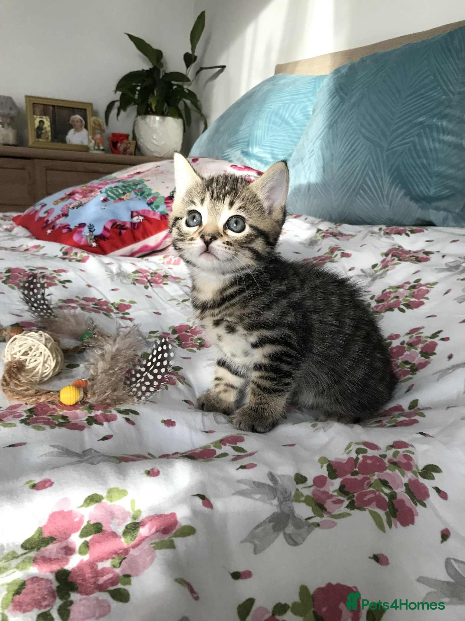 Mixed Breed cats Cute Kittens for sale - Advert 1