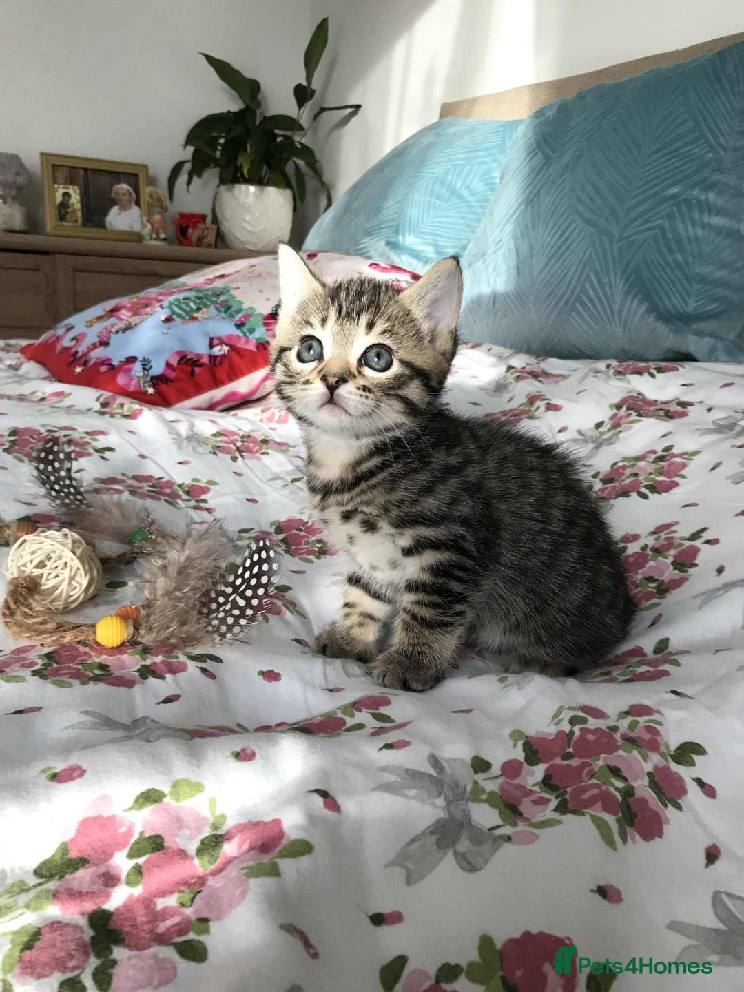 Mixed Breed cats for sale: Cute Kittens for sale - Advert 1