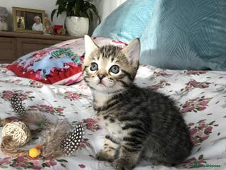 Mixed Breed cats Cute Kittens for sale - Advert 1