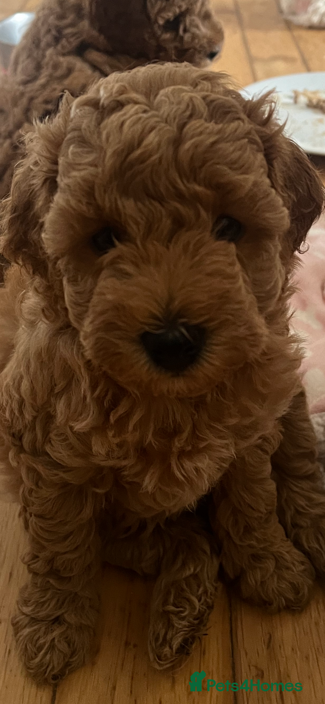 Poochon dogs for sale: 🐾 Poochon puppies 💕🐾🐾 - Image 9