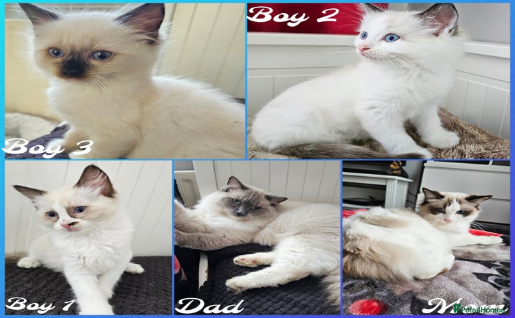 Ragdoll cats - Advert 8