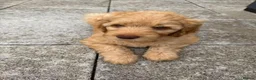 Double Doodle dogs for sale: 1 Gorgeous Girl available: Standard Labradoodle F3 - Advert 7