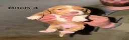 Cockerdor dogs for sale: ⭐ Exceptional Cockerdor Puppies ⭐ - Advert 21