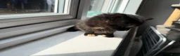 Mixed Breed cats for sale: 2 beautiful kittens for sale  - Advert 5