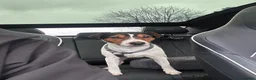 Jack Russell dogs for sale: Jack Russell Terrier - Advert 4