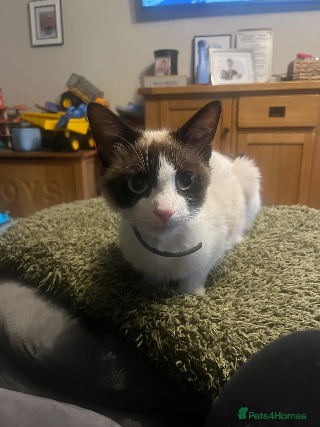 Mixed Breed cats for sale: Beautiful Kittens  - Advert 1