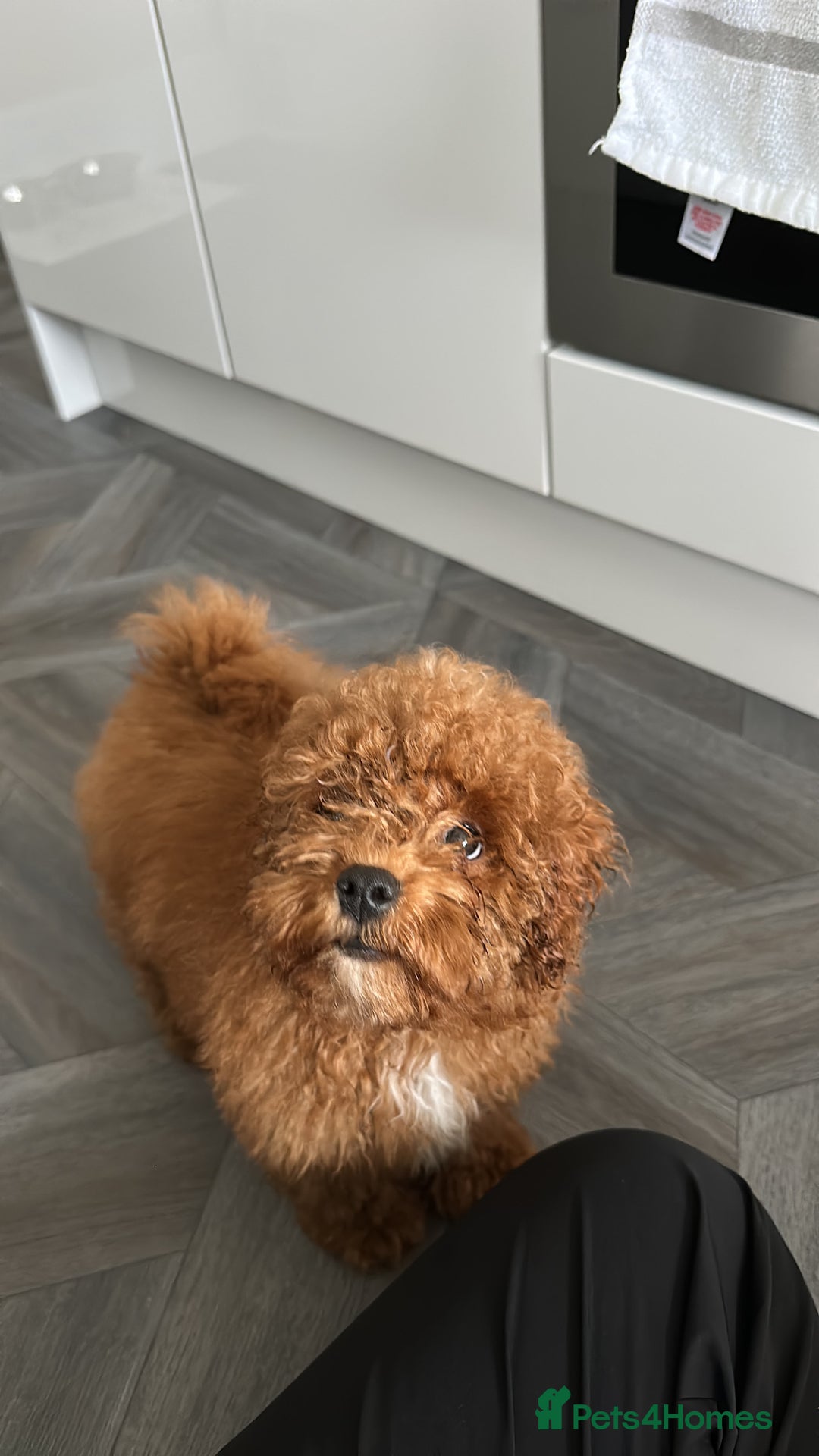 Cavapoo dogs for sale: 15 week old Cavapoo Boy - Advert 5