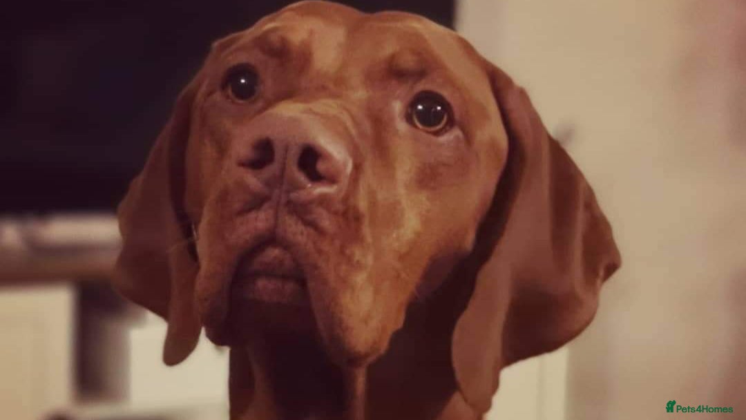 Hungarian Vizsla dogs for stud: Hungarian Vizsla Stud Dog, Very Experienced in Leominster - Advert 3