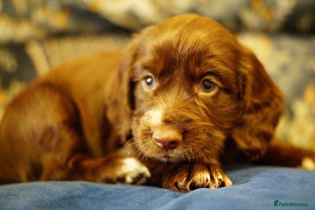 Cocker Spaniel dogs for sale: Working cocker spaniels  - Image 8