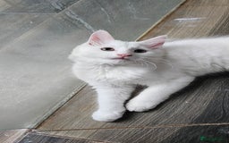 Mixed Breed cats for sale: White half Maine Coon kitten - Image 2