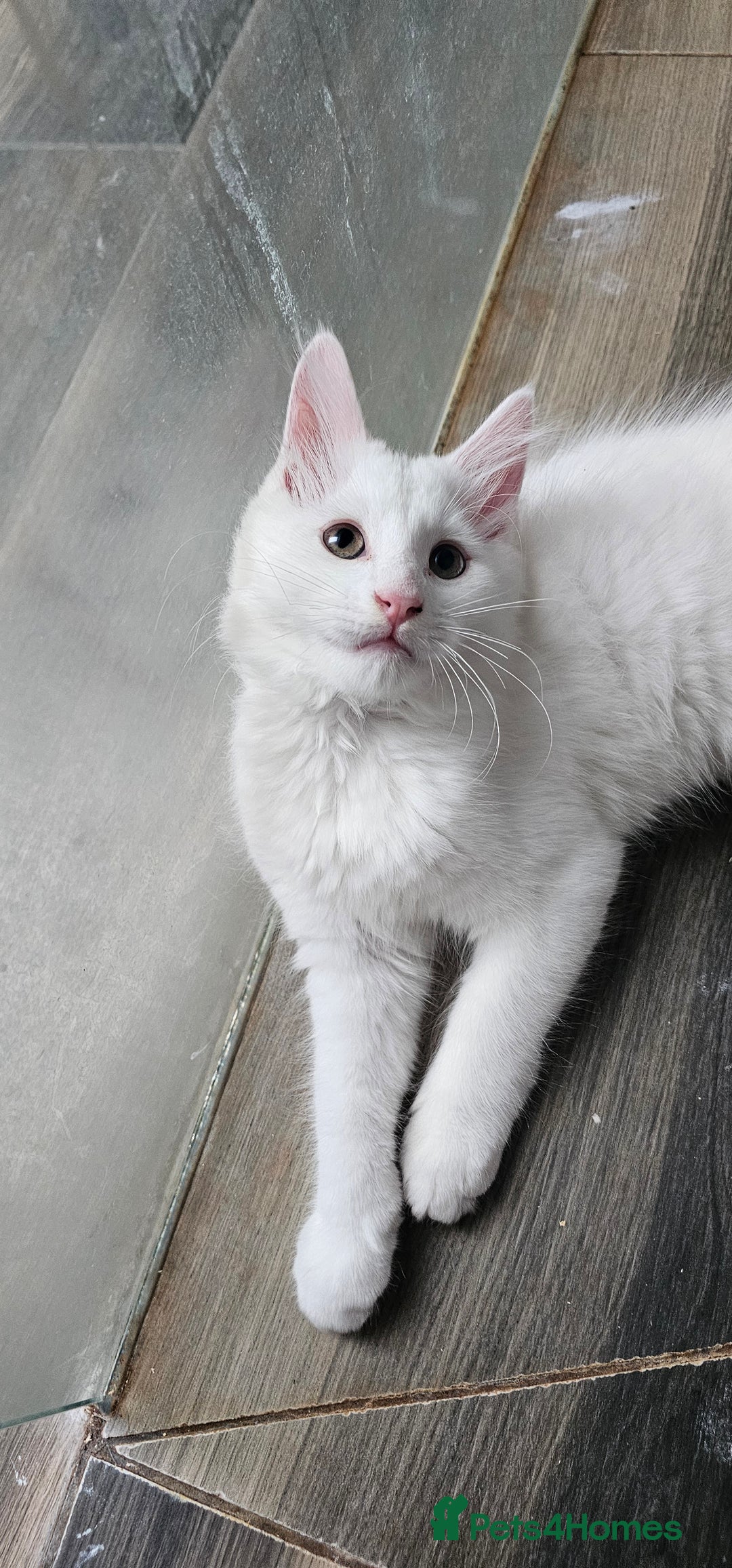 Mixed Breed cats for sale: White half Maine Coon kitten - Image 2