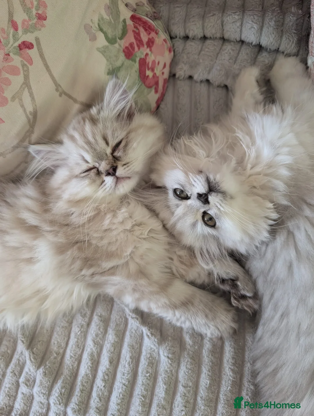 Persian cats for sale: Stunning Persian Boys - Advert 2