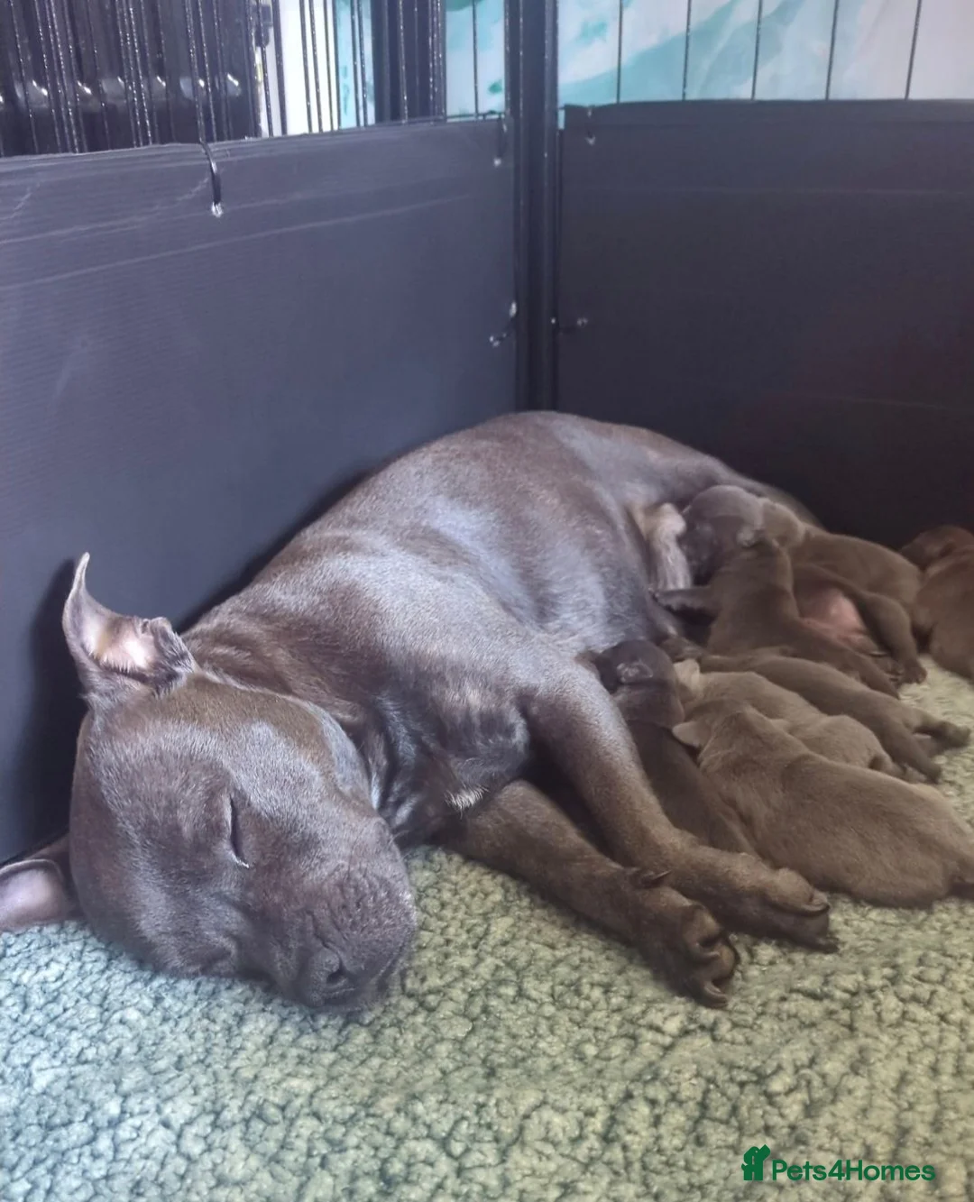 Staffordshire Bull Terrier dogs for sale: £1950 ONO Ready Champion blood line best inBritain - Advert 2