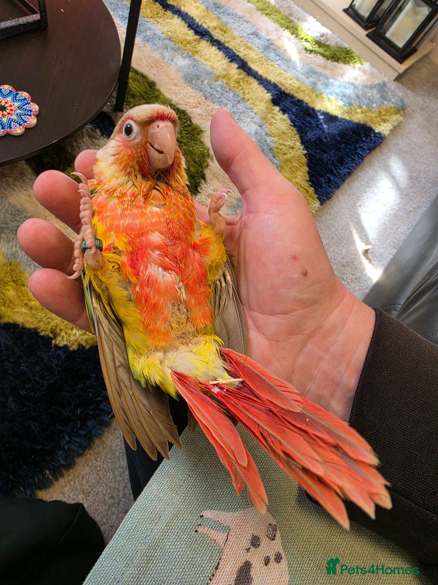 Conures birds Hand-reared RED Conure! 349! - Advert 11