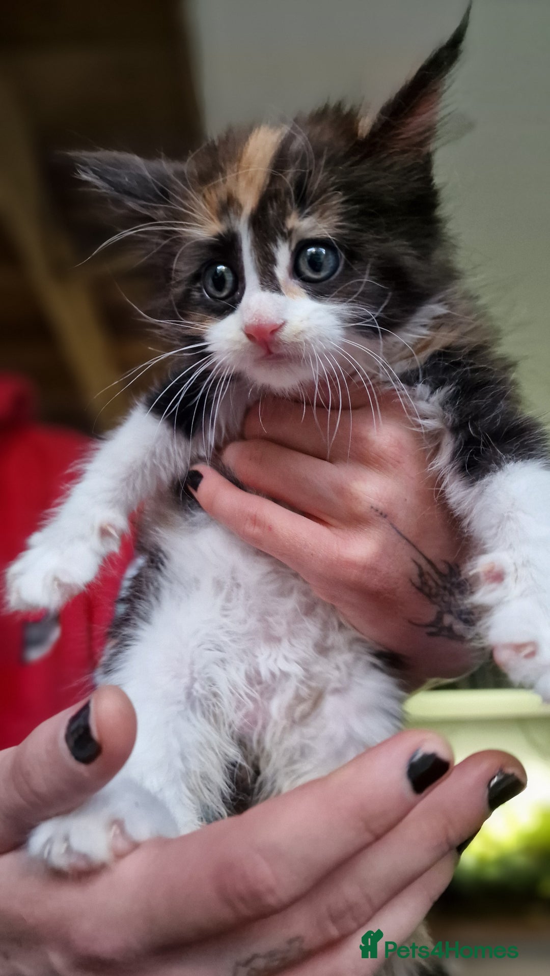 Maine Coon cats for sale: Beautiful Mainecoon kittens  - Advert 16
