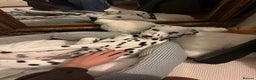 Dalmatian dogs for sale: Dalmatian girl 3 month old - Advert 1