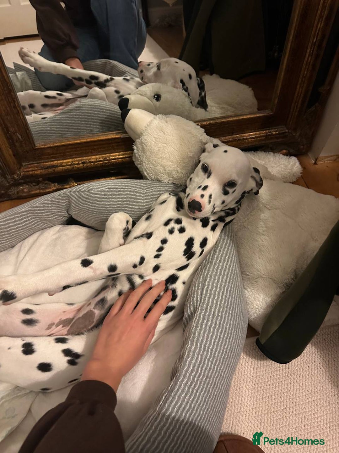 Dalmatian dogs for sale: Dalmatian girl 3 month old - Advert 1