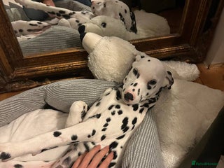 Dalmatian dogs Dalmatian girl 3 month old - Advert 1