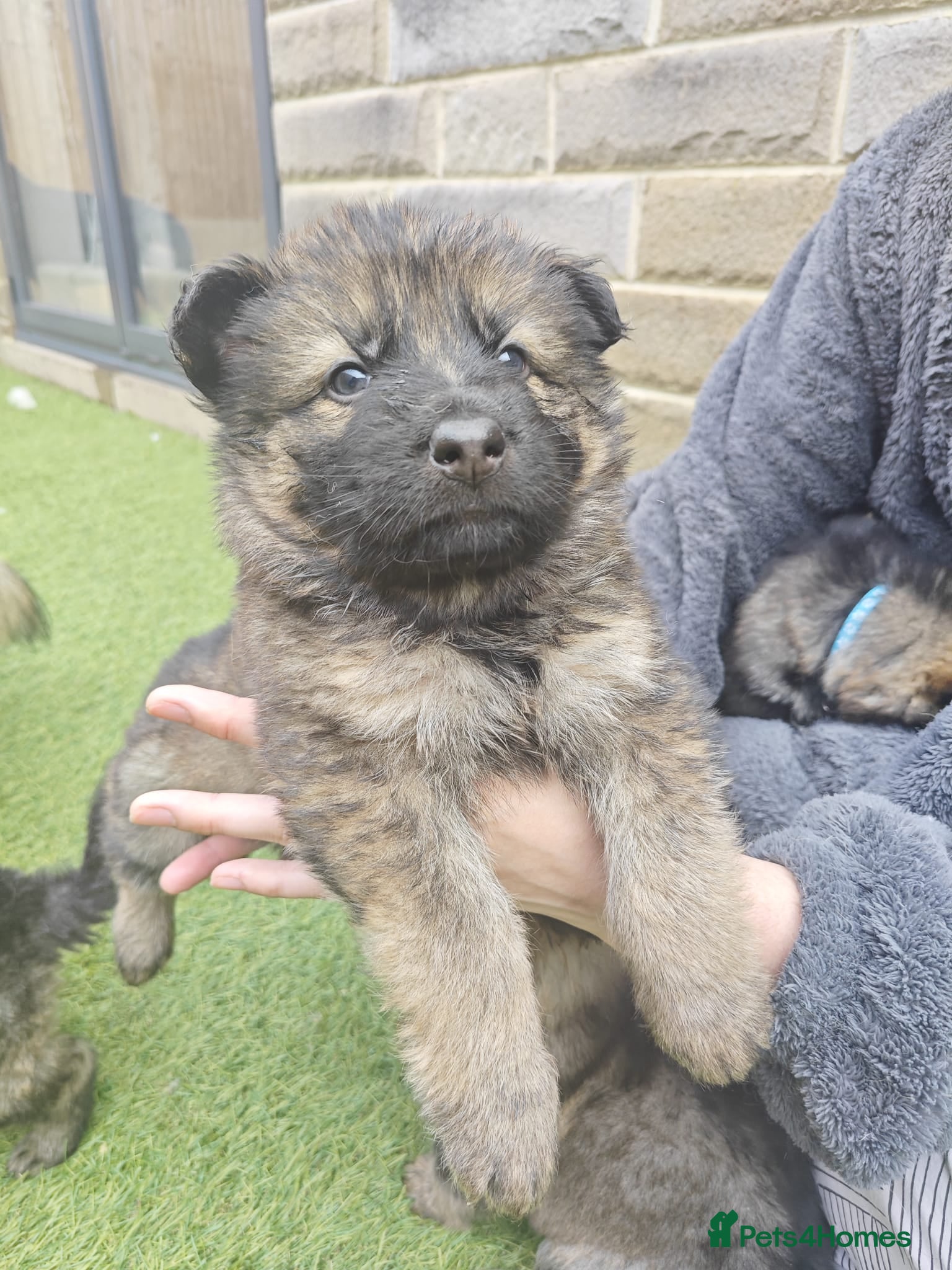 German Shepherd dogs for sale: 3 Purebred Pups XL Long-Hair GSD Girl Puppies - Advert 31
