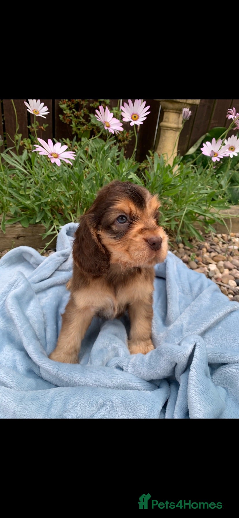 Cocker Spaniel dogs Show type cocker spaniel puppy’s  - Advert 1