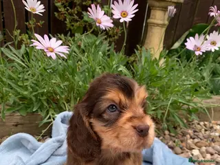 Cocker Spaniel dogs Show type cocker spaniel puppy’s - Advert 1