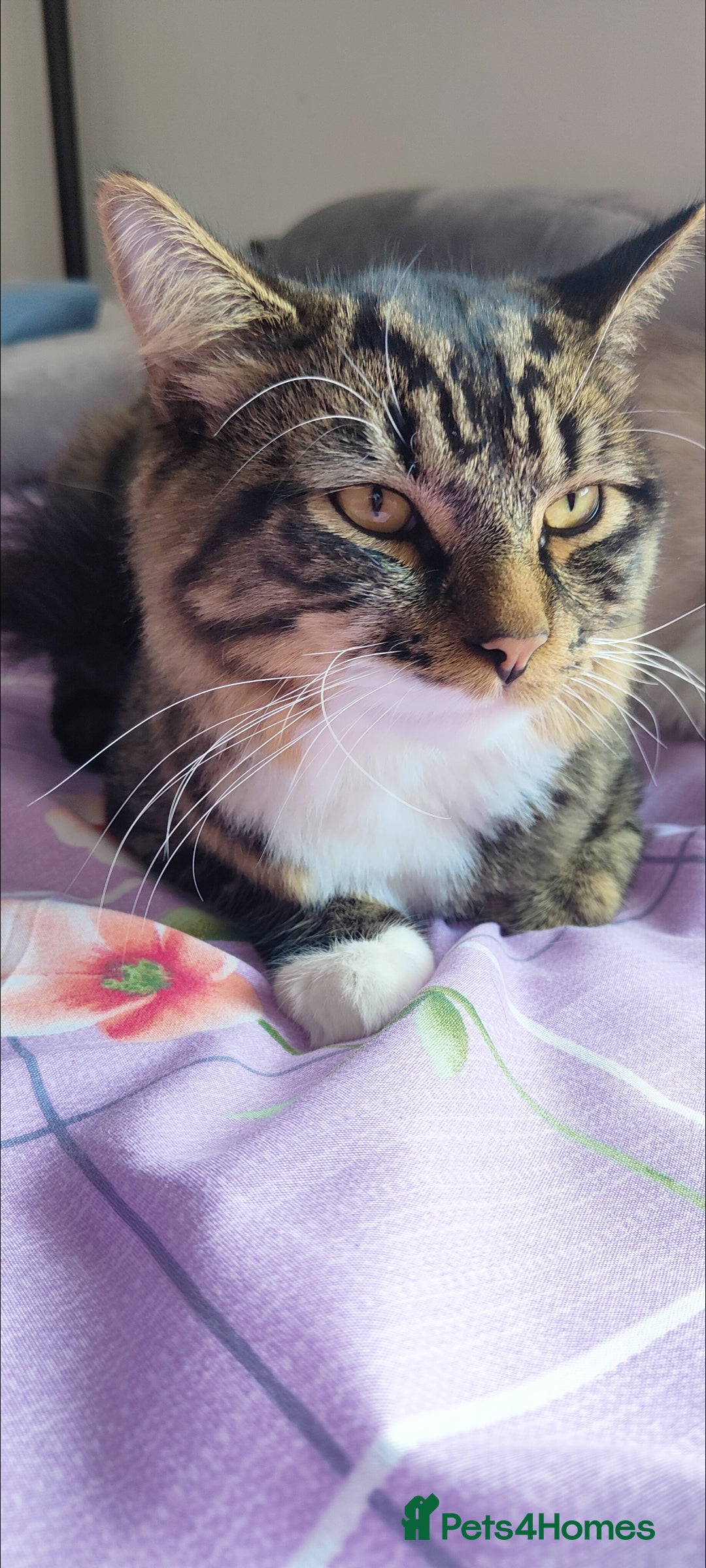Mixed Breed cats for sale: Maine coon+BLR Cat - Image 9