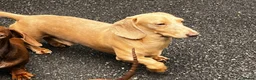 Miniature Dachshund dogs for stud: Cream e/e D/d B/b PRA Clear, Kc reg, Vet checked in Heathfield - Advert 5