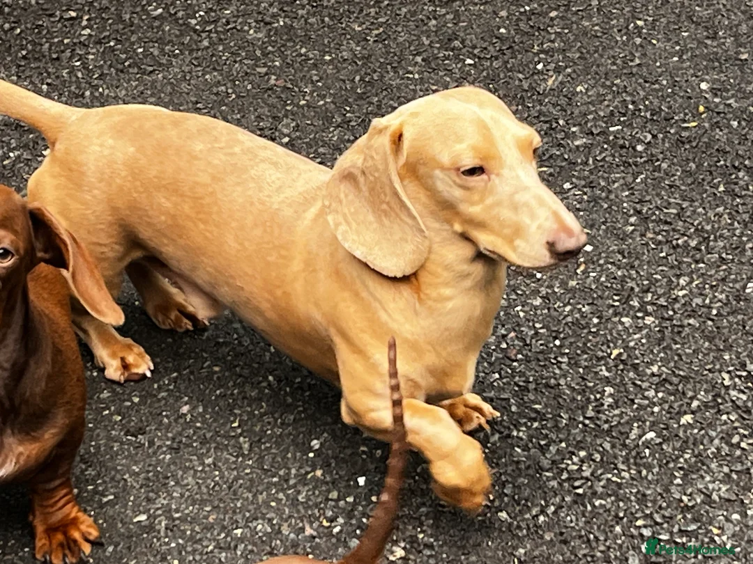 Miniature Dachshund dogs for stud: Cream e/e D/d B/b PRA Clear, Kc reg, Vet checked in Heathfield - Advert 5
