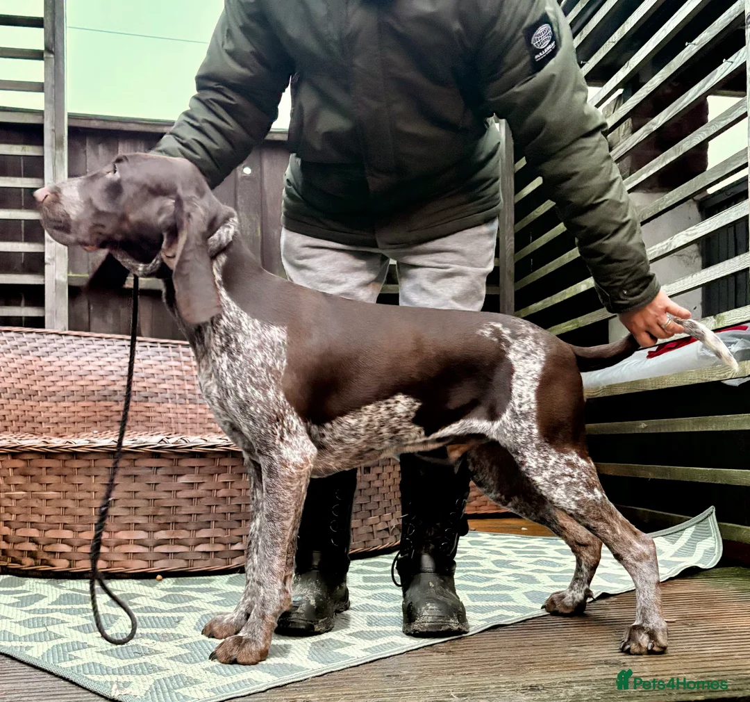 Bracco Italiano dogs for sale: 9 month chestnut boy available - Advert 5