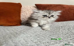 Persian cats for sale: 🐾Fluffy Chinchilla Persian kittens for Sale🐾 - Image 5