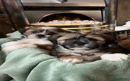 Lhasa Apso dogs for sale: Lhasa apso puppies  - Advert 13