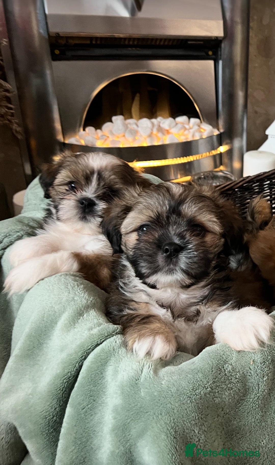 Lhasa Apso dogs for sale: Lhasa apso puppies  - Advert 13