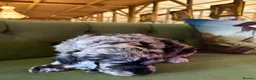 Sheepadoodle dogs for sale: Sheepadoodle Puppies Available  - Advert 33