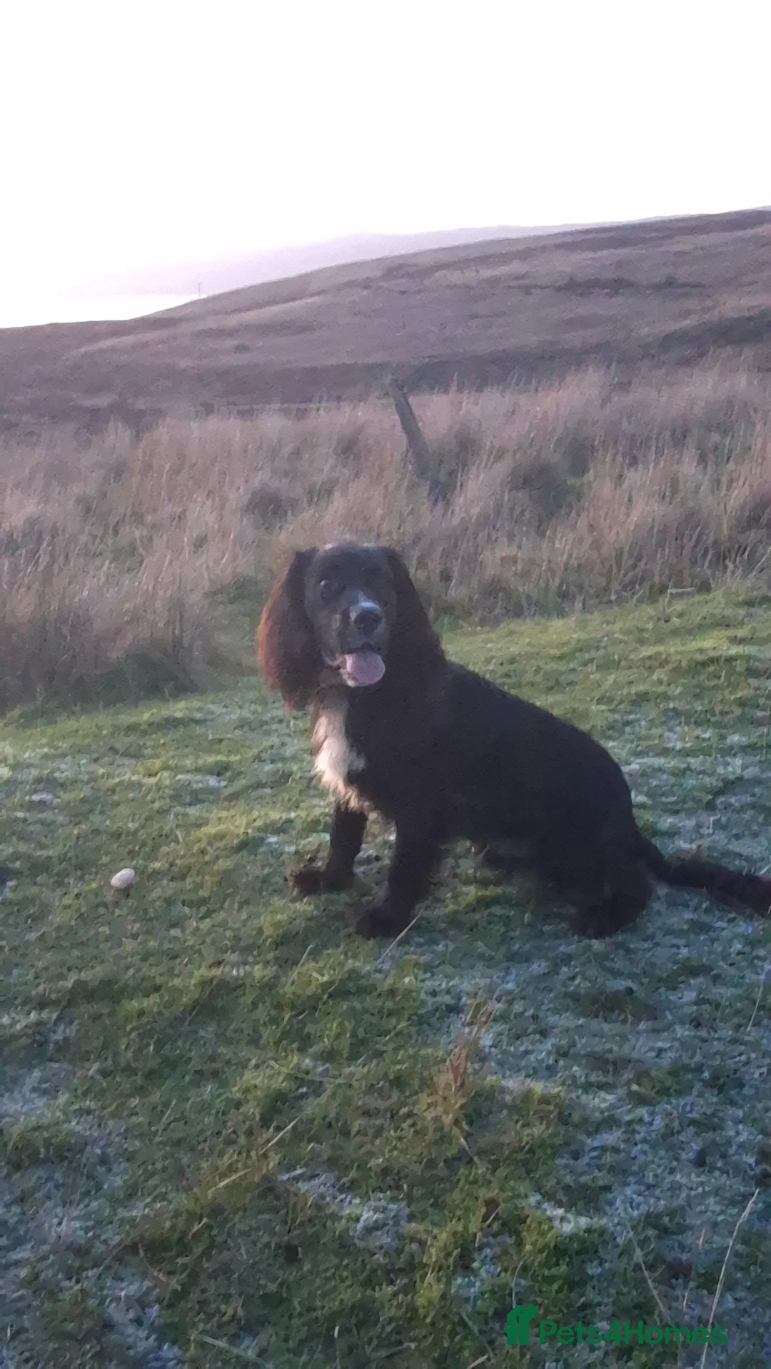 Cocker Spaniel dogs for stud: Kc registered working cocker spaniel - Advert 1