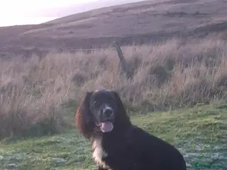 Cocker Spaniel dogs Kc registered working cocker spaniel - Advert 4