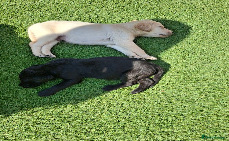 Labrador Retriever dogs - Advert 4