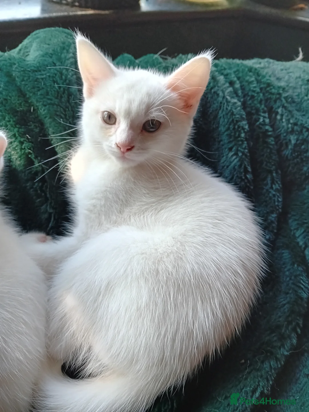 Mixed Breed cats for sale: Last pure white female left - Advert 2