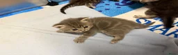 British Shorthair cats for sale: British shorthair/russian blue kittens  - Advert 13