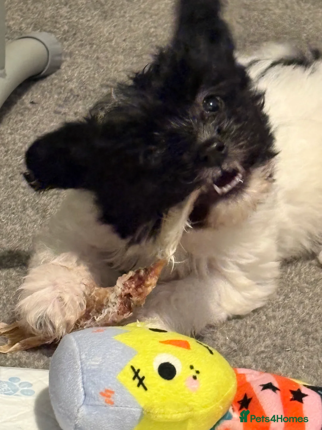 Chinese Crested dogs for sale: Stunning Chinese Cresteds - Advert 4